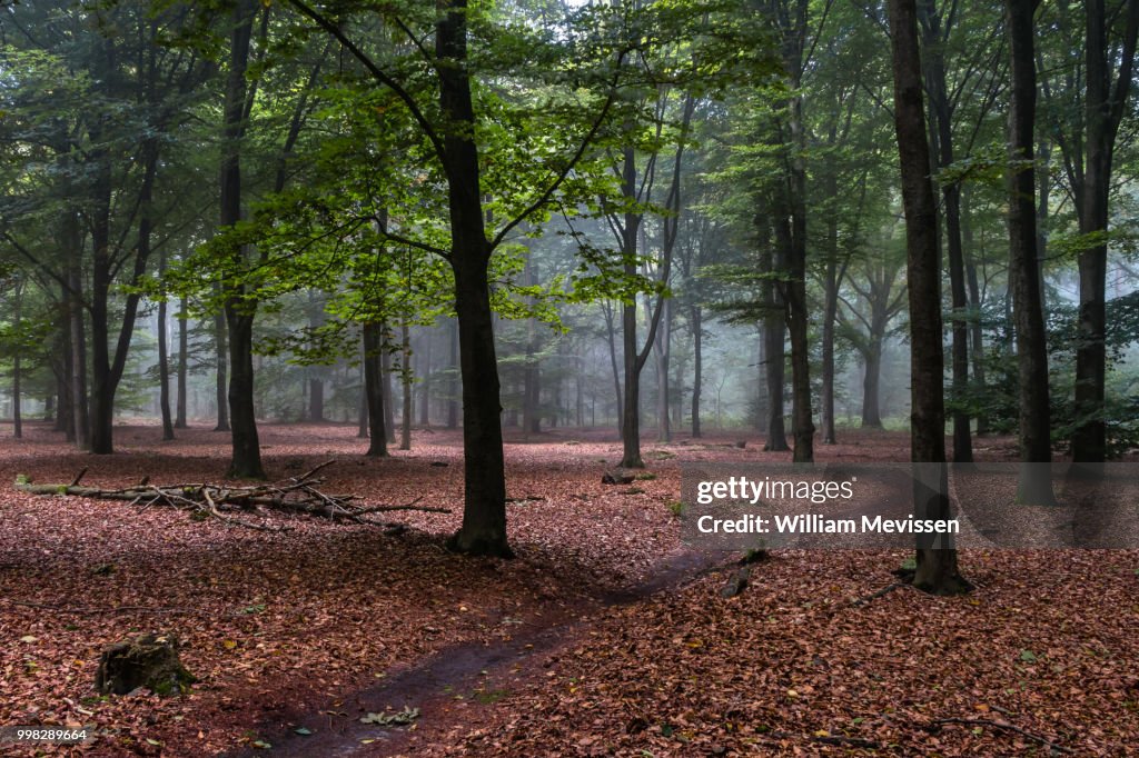 Beech Forest