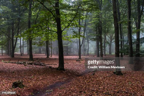 beech forest - william mevissen stock pictures, royalty-free photos & images