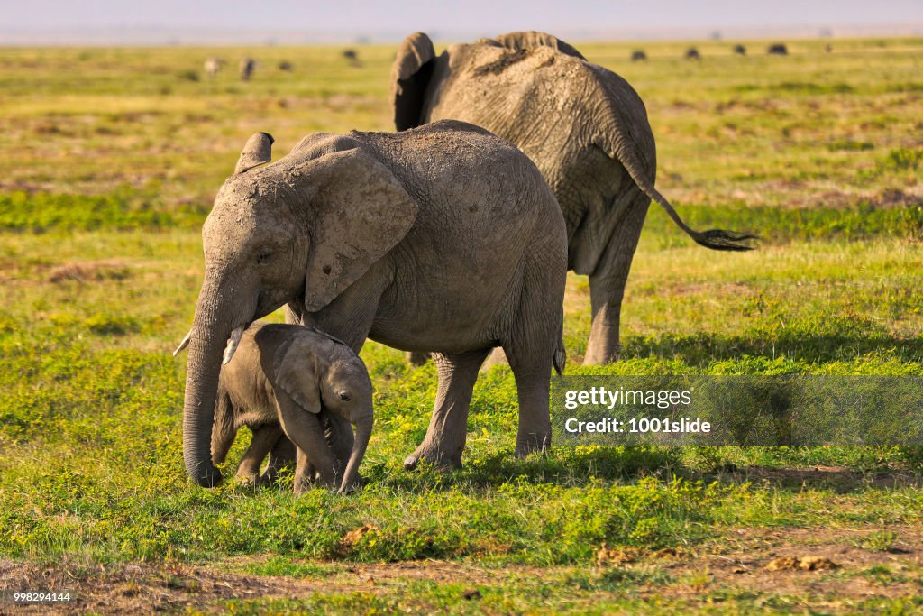 Elephants grazing at Amboseli - Hdr