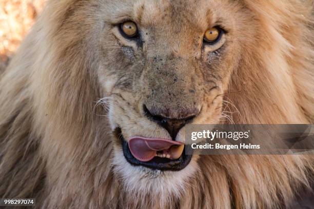415 Hungry Lion Stock Photos High Res Pictures And Images Getty Images 415-hungry-lion-stock-photos-high-res-pictures-and-images-getty-images