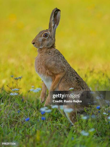 autumn bunny - rasto 個照片及圖片檔