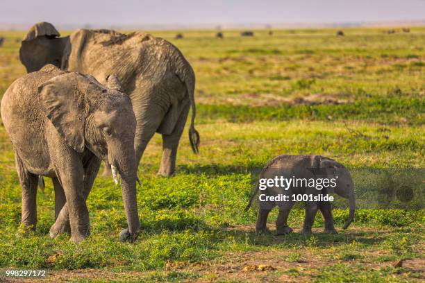 大象放牧在安博塞利-hdr - 1001slide 個照片及圖片檔