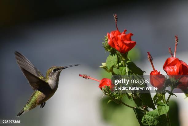 humming bird in flight - humming stock pictures, royalty-free photos & images