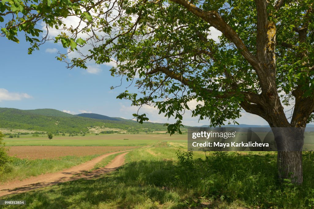 Idyllic dirt road by a tree