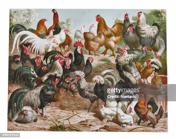 illustrazioni stock, clip art, cartoni animati e icone di tendenza di pollame di pollo - stile classico