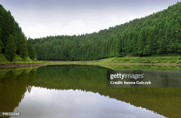 wald und see - azoren - wald fotografías e imágenes de stock