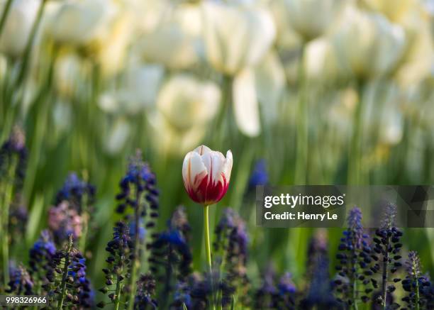 ottawa - canadian tulip festival - ottawa tulips stock pictures, royalty-free photos & images