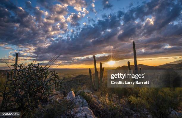 sonoran sunset - barrett bildbanksfoton och bilder