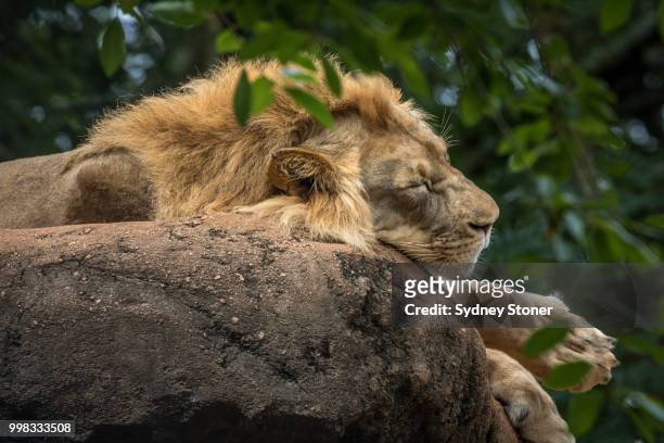 lion at rest - vulnerable species stock pictures, royalty-free photos & images