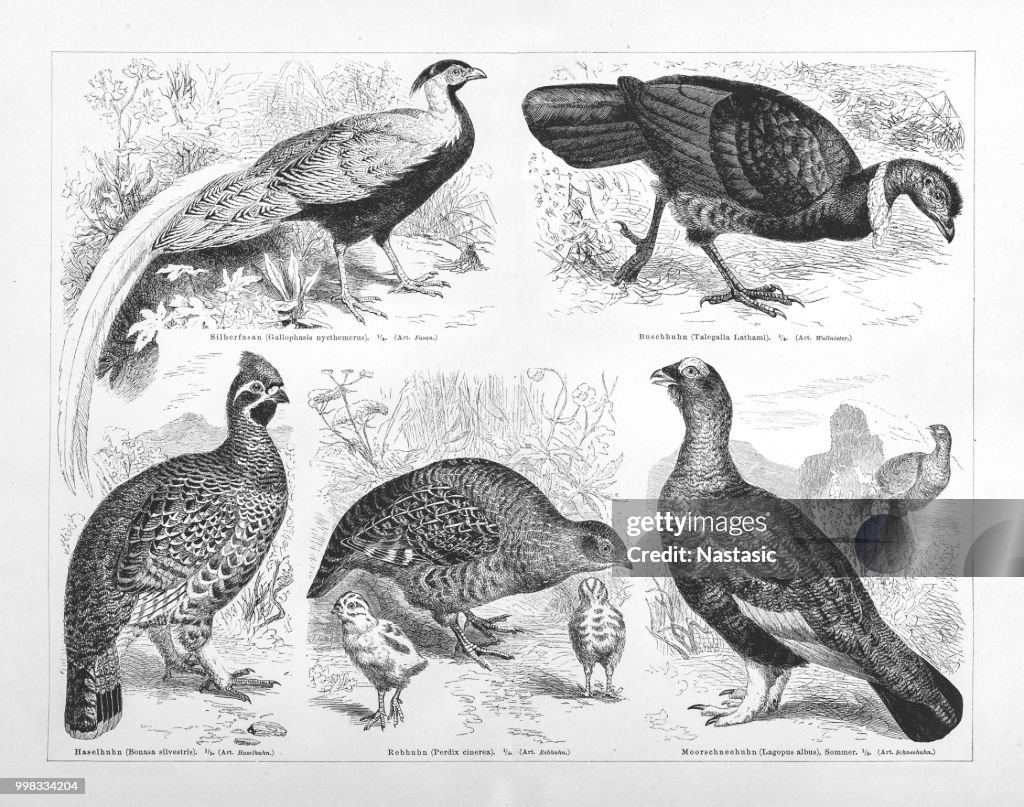 Galliformes