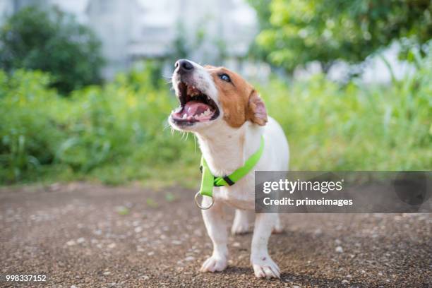 perrito jack russell terrier juguetona jugando en el jardín en la mañana - ladrando fotografías e imágenes de stock