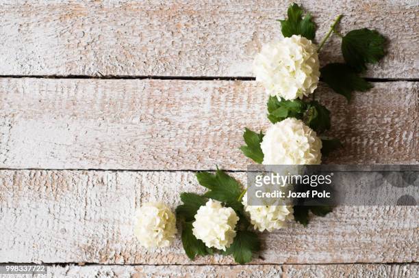 white lilac laid on wooden table. studio shot. - white lilac stock pictures, royalty-free photos & images