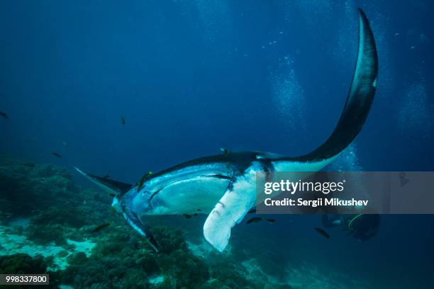 manta ray - macchina fotografica subacquea foto e immagini stock