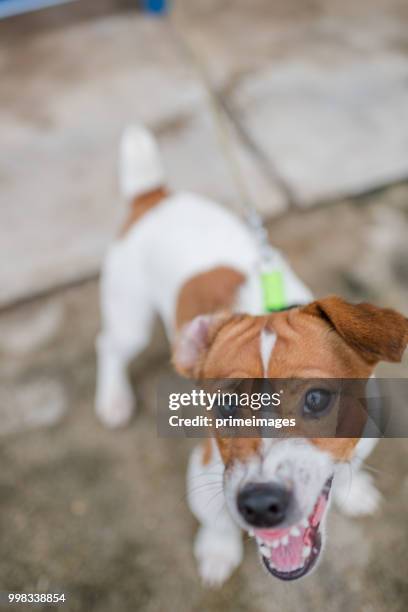 kleine jack russell terrier hund bellt aggressive - primeimages stock-fotos und bilder