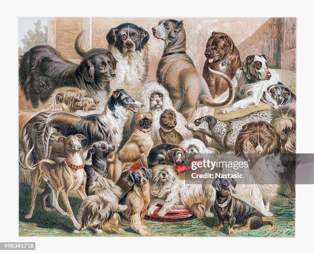 dogs - newfoundland dog stock illustrations