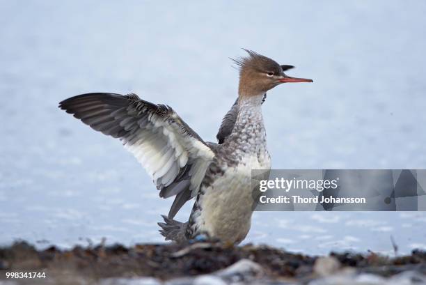 mergus serrator - common merganser bildbanksfoton och bilder