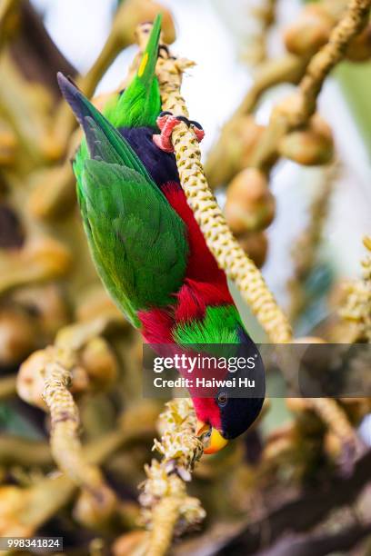 collared lory - collared parakeet stock pictures, royalty-free photos & images