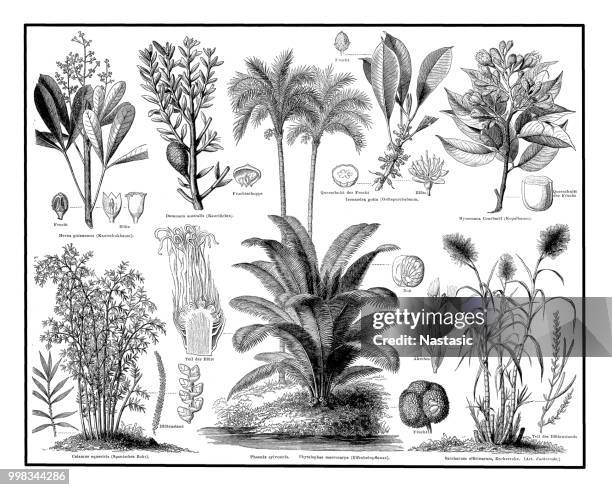 industrial plants - sugar cane stock illustrations