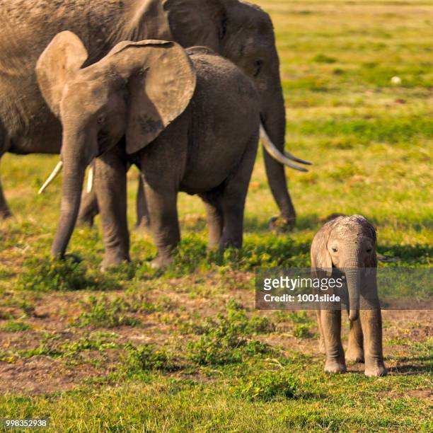 elephant calf looking at amboseli with mother and grandmother - hdr - 1001slide stock pictures, royalty-free photos & images