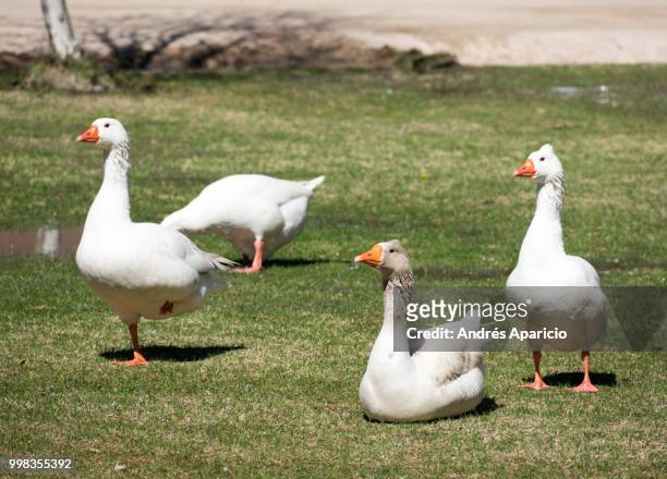 a gaggle of geese - magellangans stock-fotos und bilder