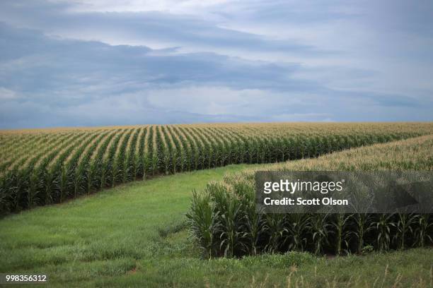 Corn grows on a farm on July 13, 2018 near Tipton, Iowa. Farmers in Iowa and the rest of the country, who are already faced with decade-low profits,...