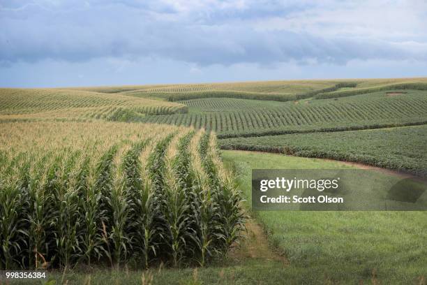 Corn and soybeans grow on a farm on July 13, 2018 near Tipton, Iowa. Farmers in Iowa and the rest of the country, who are already faced with...