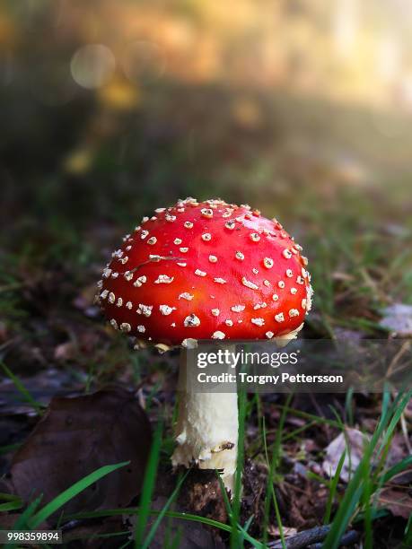 fly agaric - fly agaric mushroom - fotografias e filmes do acervo