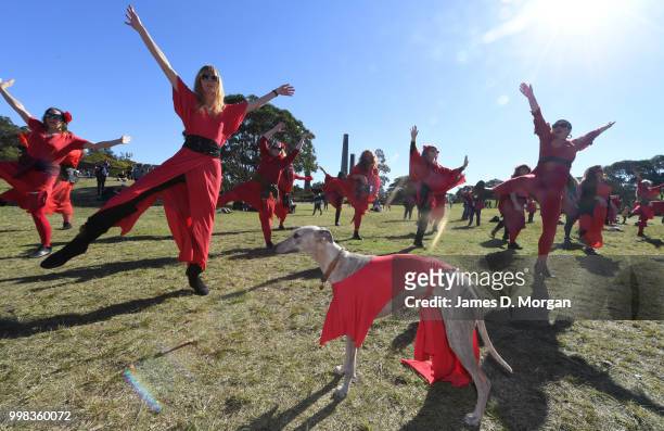 Dog dressed in red watches its owner dance with hundreds of others on July 14, 2018 in Sydney, Australia. The Most Wuthering Heights Day is when...