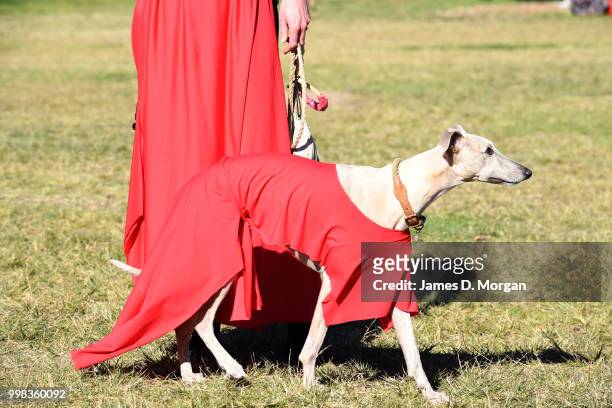 Dog dressed in red watches its owner with hundreds of others on July 14, 2018 in Sydney, Australia. The Most Wuthering Heights Day is when people all...