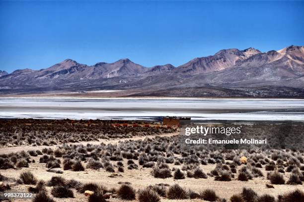 salar - salar stock pictures, royalty-free photos & images