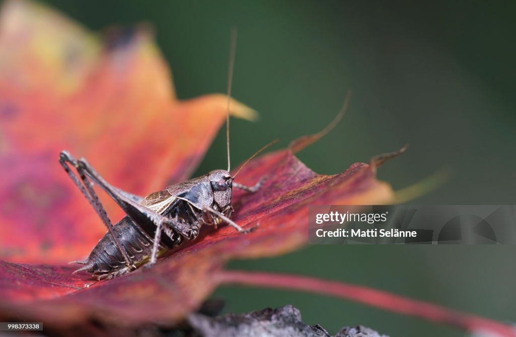 Dark Bush-Cricket