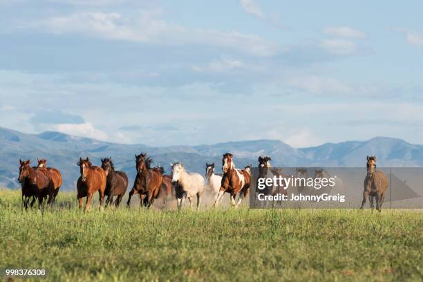 herd of horses galloping through american wilderness - horse front view stock pictures, royalty-free photos & images