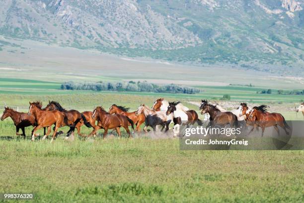 manada de caballos galopando por el campo - johnny greig fotografías e imágenes de stock
