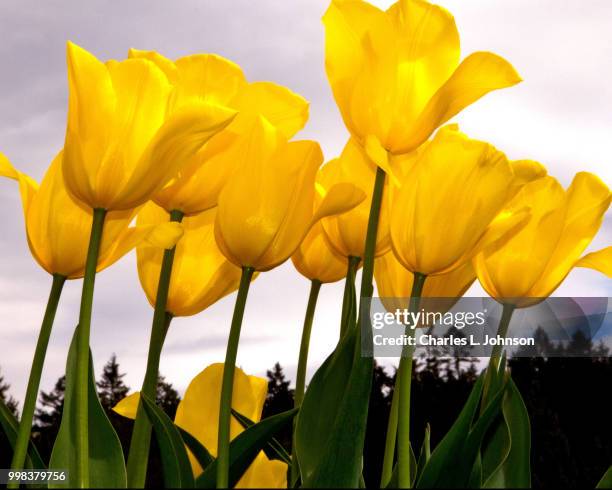 tulips in the sky - 2 cents stockfoto's en -beelden