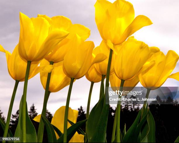 tulips in the sky - second quarter imagens e fotografias de stock