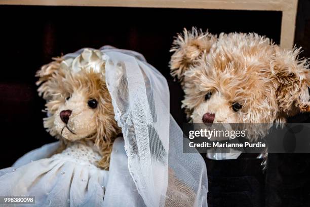 bride and groom teddy bears - fun northern territory stock pictures, royalty-free photos & images