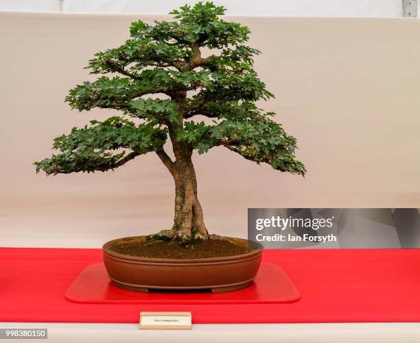 Bonsai tree, Acer campestre forms part of a display during the final day of the 160th Great Yorkshire Show on July 12, 2018 in Harrogate, England....