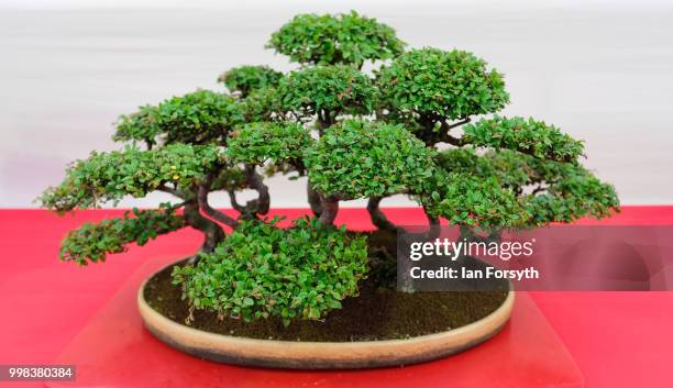 Bonsai tree, Rhododendron indicum forms part of a display during the final day of the 160th Great Yorkshire Show on July 12, 2018 in Harrogate,...