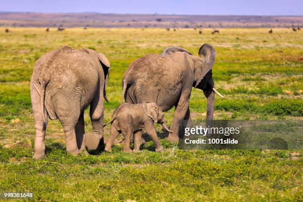 elephants surrounding wall for calf - hdr - 1001slide stock pictures, royalty-free photos & images