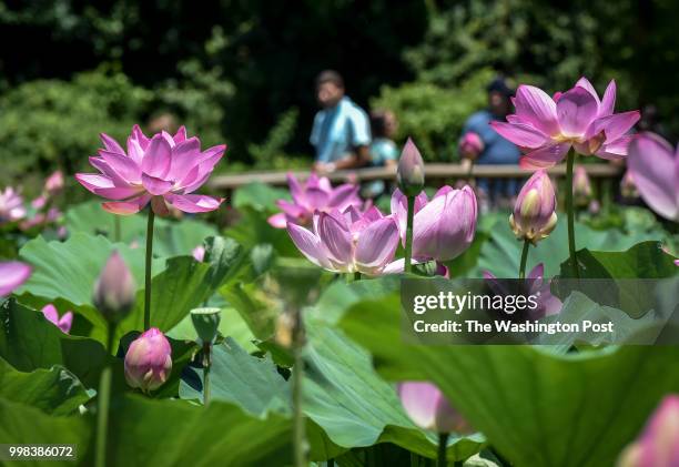 Lotus blossoms in full bloom bring tourists flocking to the Kenilworth Aquatic Gardens on July 2018 in Washington, DC.