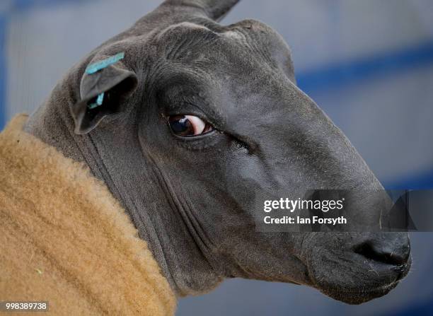 Greenside Bleu Du Maine's sheep stands in its pen during the final day of the 160th Great Yorkshire Show on July 12, 2018 in Harrogate, England....