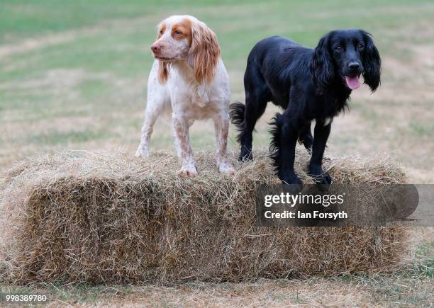 Cocker Spaniels Seren and Ash stand on a hay bale as they give a working dog demonstration during the final day of the 160th Great Yorkshire Show on...