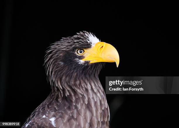 An eagle is displayed on a bird of prey stand during the final day of the 160th Great Yorkshire Show on July 12, 2018 in Harrogate, England. First...