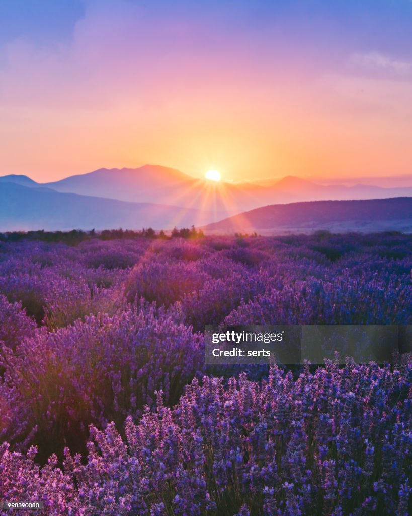 Lavender field at sunset