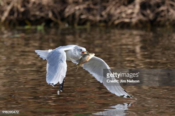 gull with fish - snowy egret stock pictures, royalty-free photos & images