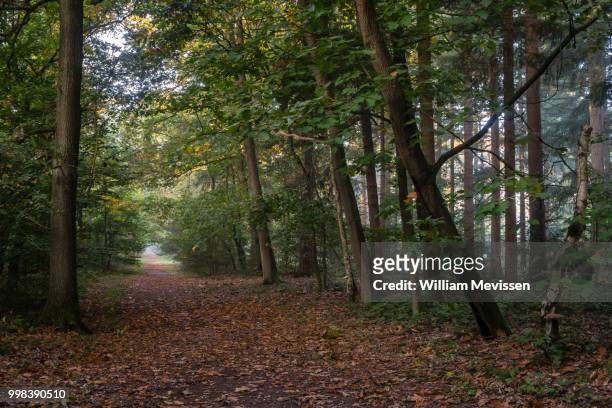 path in the forest - william mevissen stock pictures, royalty-free photos & images