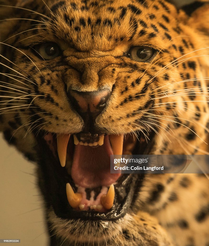 North Chinese Leopard Series
