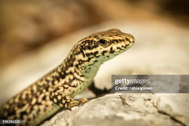 reptile - rabia stock pictures, royalty-free photos & images