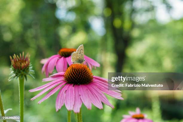 life of a butterfly - dinner to celebrate the launch of fabrizio viti cruise 18 collection back in love again stockfoto's en -beelden