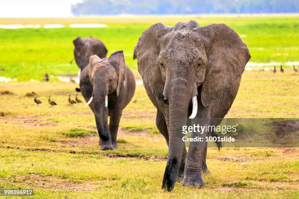 elephants at wild - attacking - hdr - 1001slide stock pictures, royalty-free photos & images